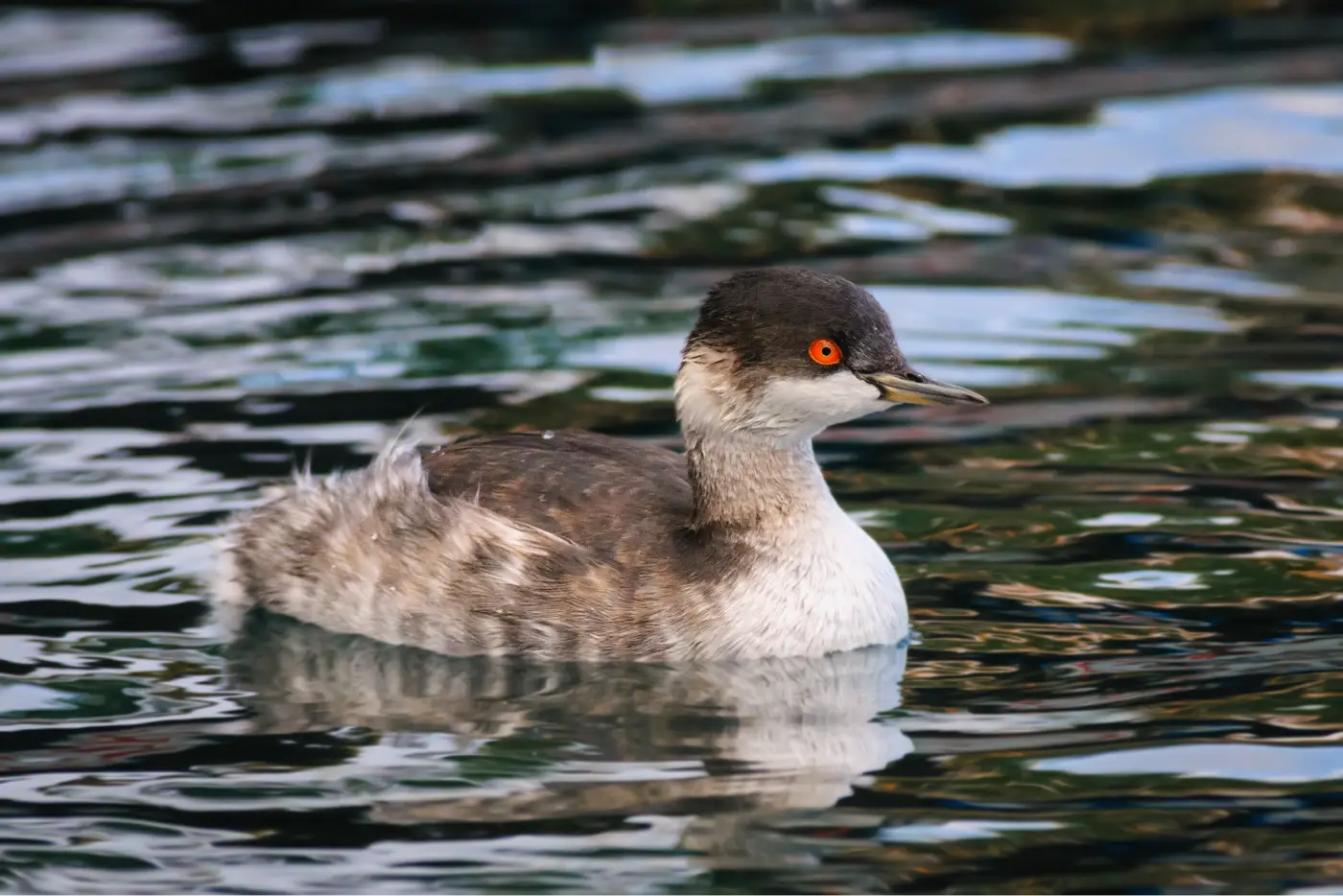 Lesbos Vogelspotten